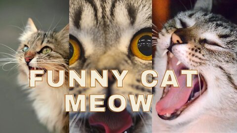 Funny Cat Meow Videos compilation | Funny cute pets lovers #cat #catmeow #catmeowing