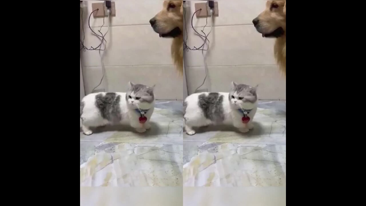 The cat tried to hit the dog