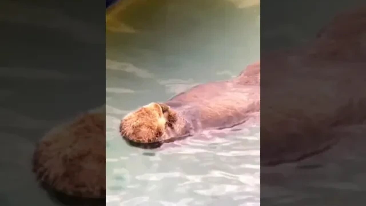 baby otter in the arms of momma otter..So cute!