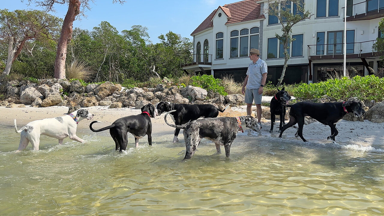 7 Happy Great Danes Enjoy 1st Meet & Greet At The Beach