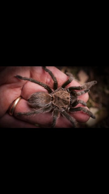 The Texas Brown Tarantula (Aphonopelma hentzi) #shorts