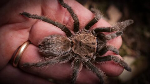 The Texas Brown Tarantula (Aphonopelma hentzi) #shorts