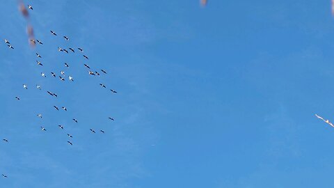 speckled belly geese