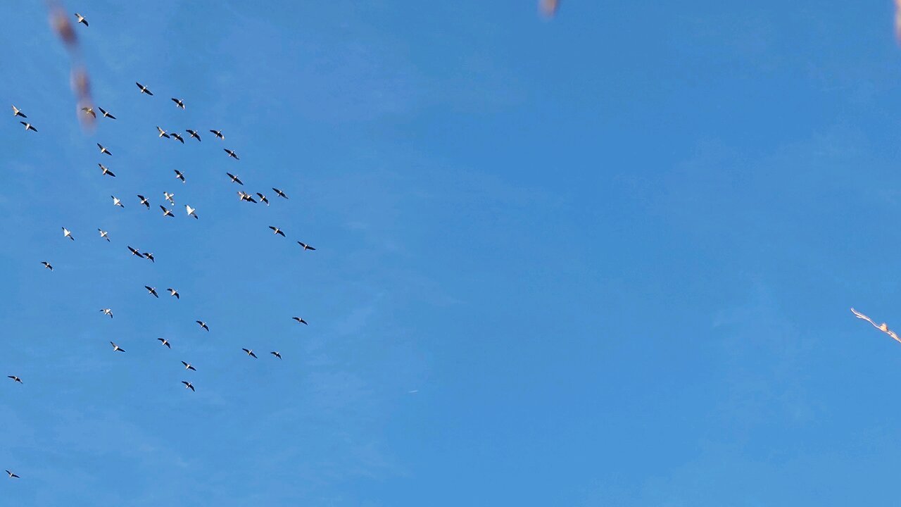 speckled belly geese
