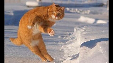 new-funny-animals-funniest-cats-and-dogs-videos