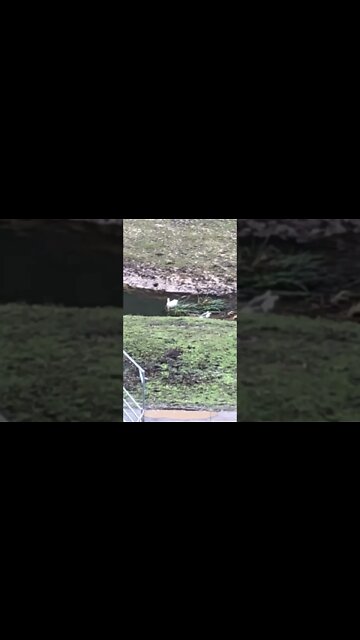 Geese and ducks enjoying swim in creek