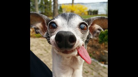 Dog joy. Alone at home. ))