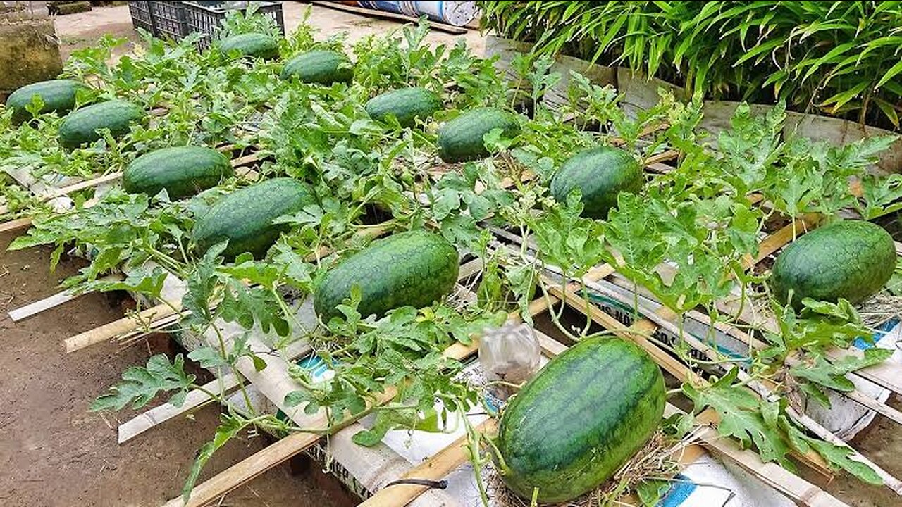 Growing watermelon hanging hammock for beginners, Fruit is big and sweet