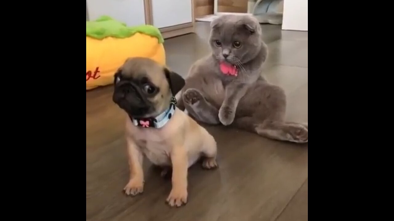 Caption this! These puppy pug and cat are so adorable!!