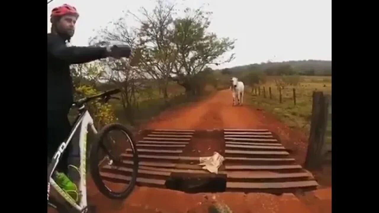 Boi Bandido Acabou Com Nosso Pedal