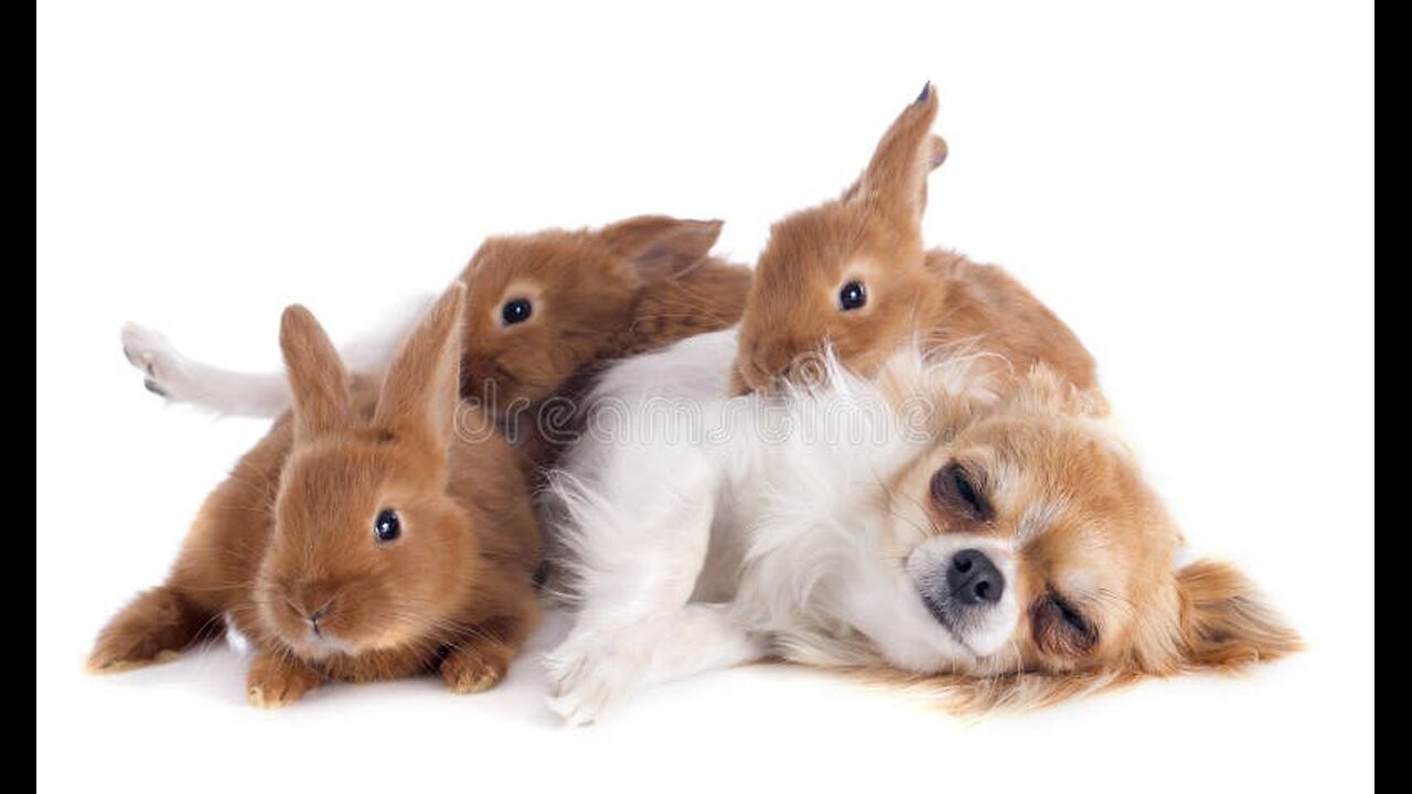 Cute Rabbits and puppies friendship🥰