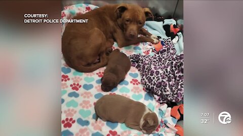 Detroit police officers rescue dog and two puppies