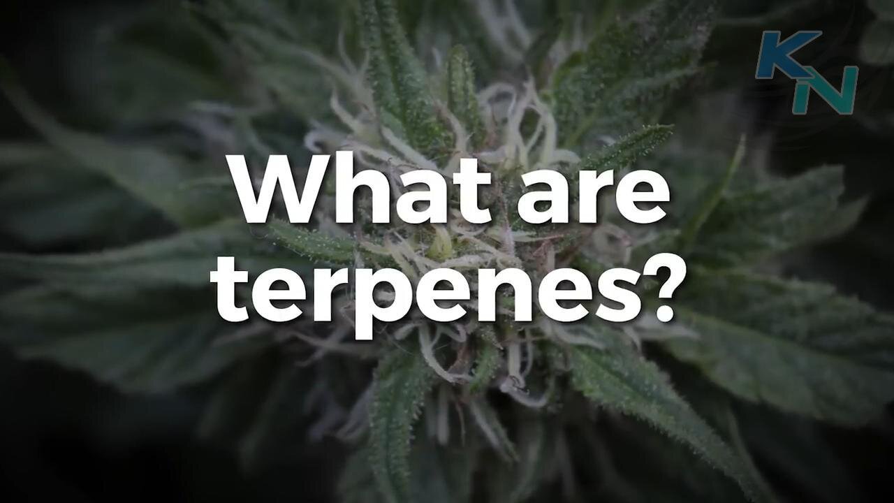 Learn CBD - What Are Terpenes?