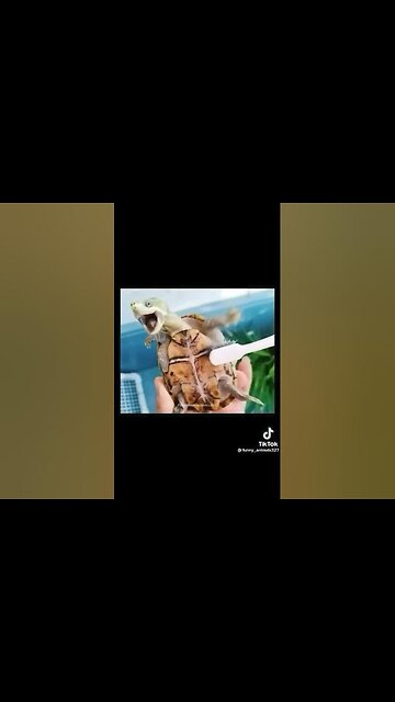 very funny cat and dogs compilation😂😂😂😂😂😂😂 #short