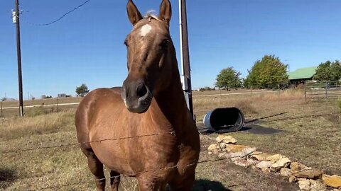 Horse and Rabbit Share a Carrot