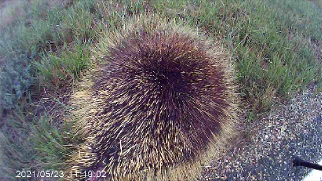 Giant Porcupine (Deceased but intact; no gore) & Cheeful End Note on Giant Live Local