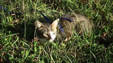 Cute Little Cat Hides in the Grass