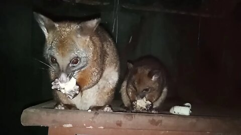 Bandit and her baby eating banana 22nd February 2021