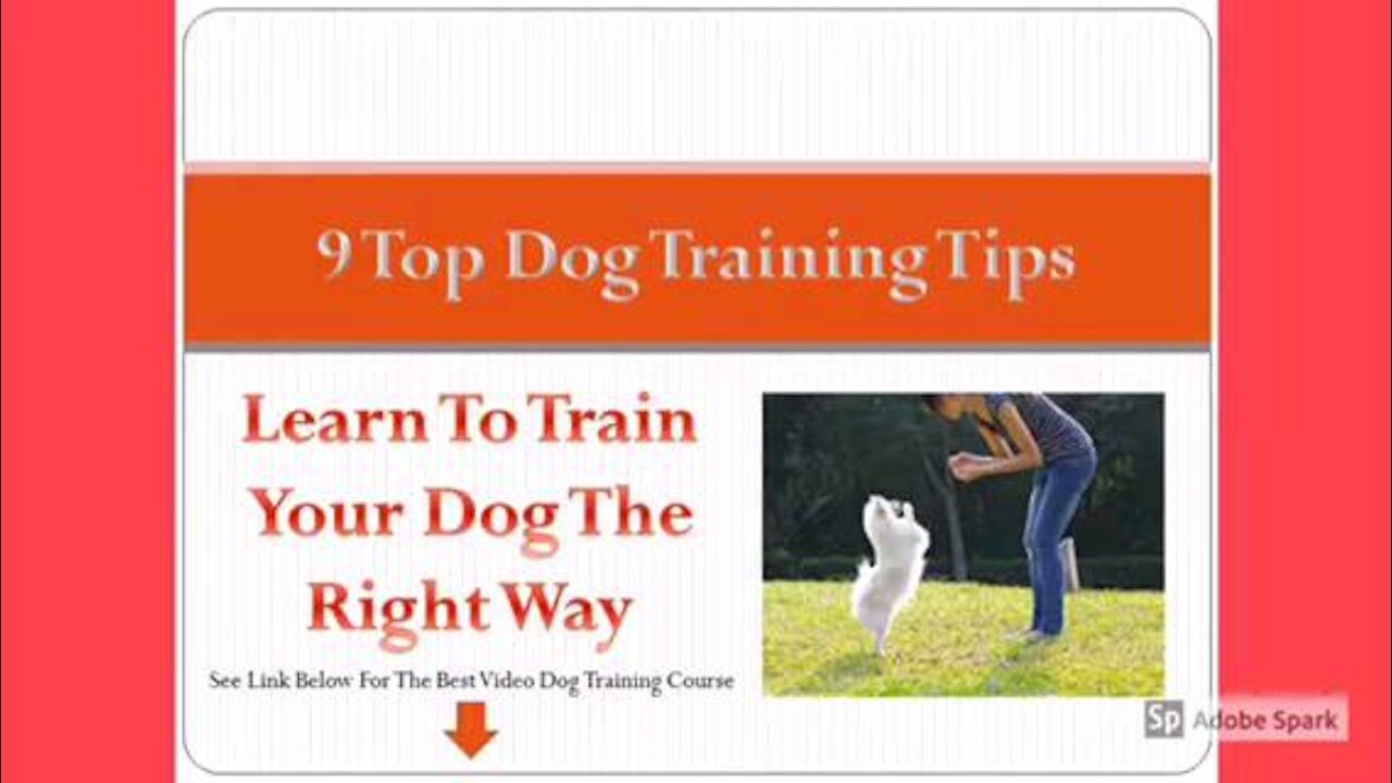 9 SIMPLE DOG TRAINING TIPS FOR BEGINNERS!