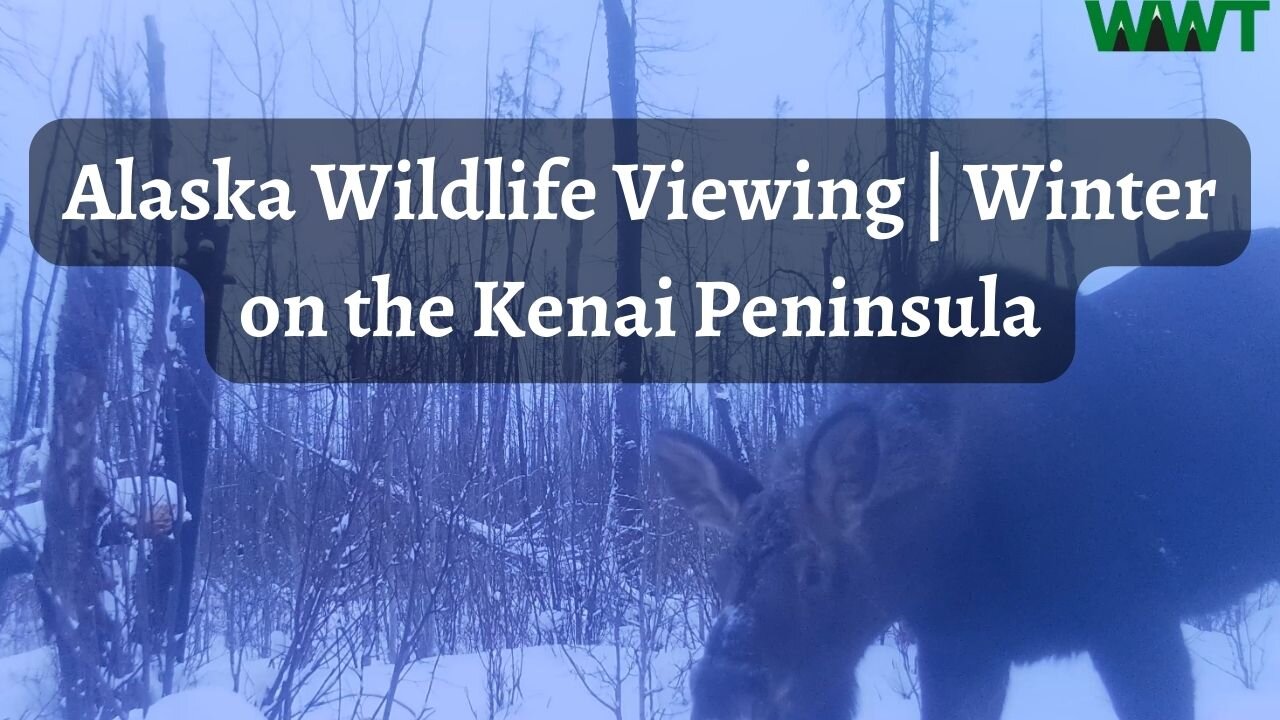 Kenai Peninsula Wildlife Viewing