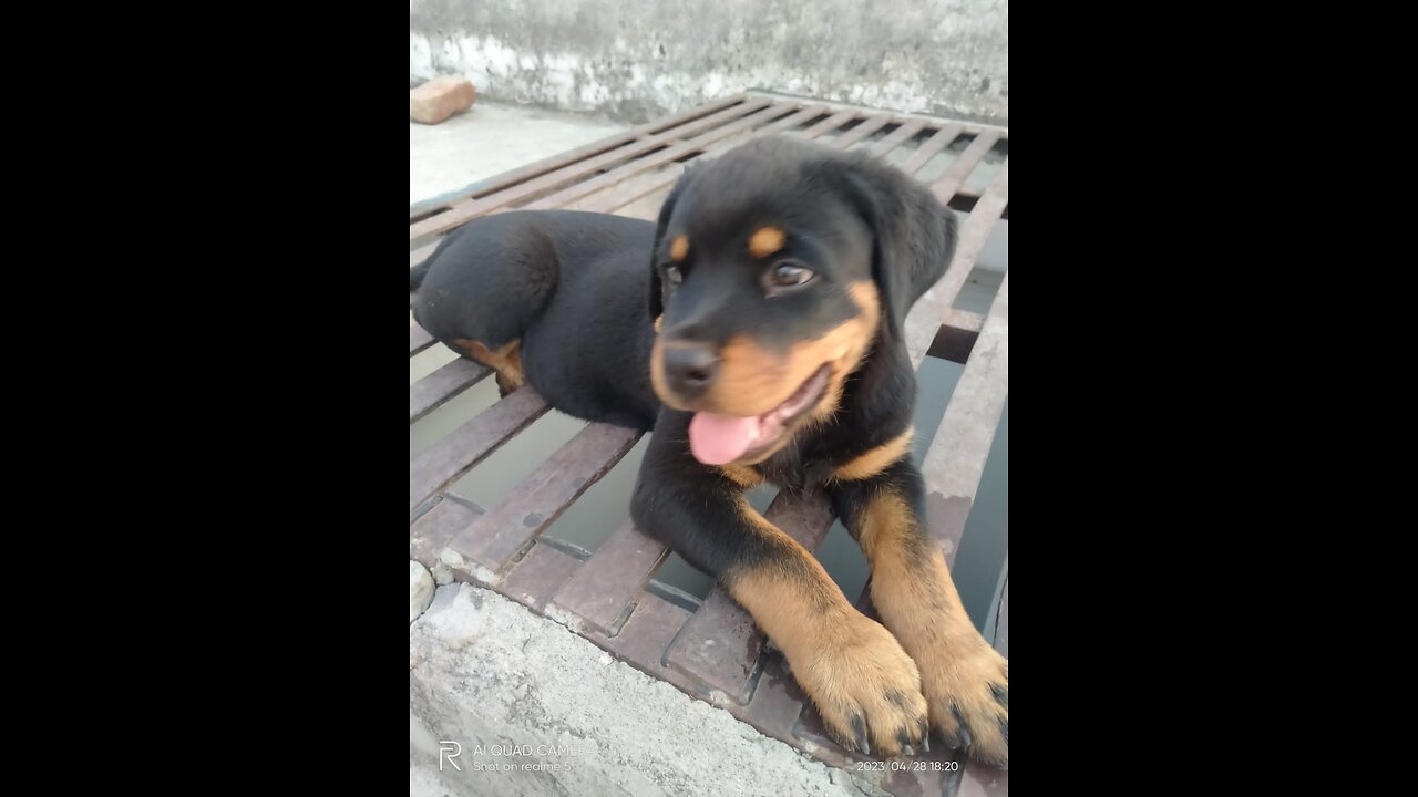 Rottweiler puppie