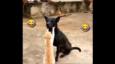 Funniest cats video 😂😂| try not to laugh