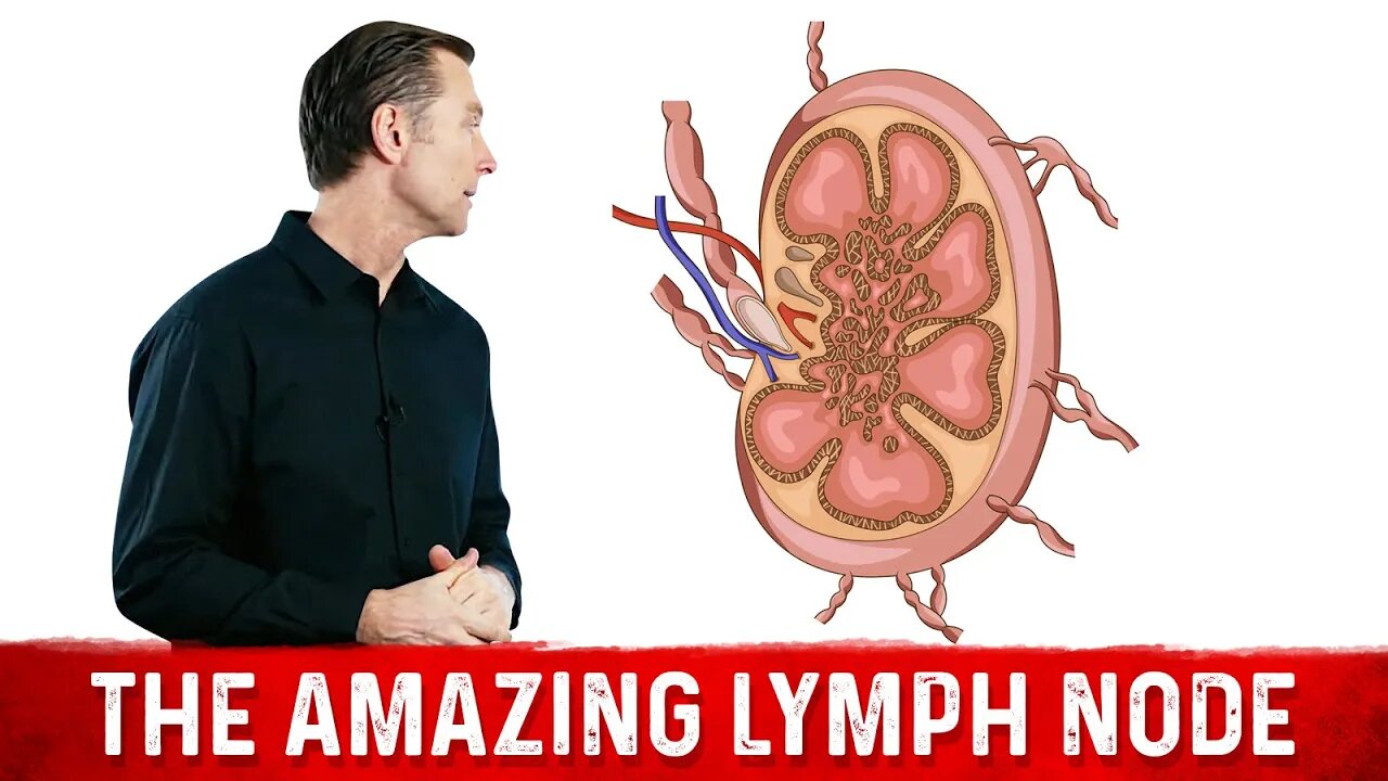 What Is a Lymph Node?