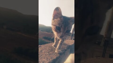 my Cat قطتي عجبتها قطعة اللحم