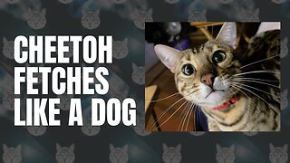 Cheetoh cat fetches like a dog