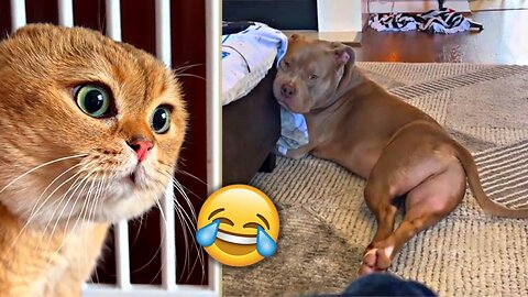 Funny and Cute Animals video to refresh your mood 🤣🤣 - Try not to Laugh 😁