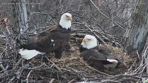 Hays Eagles Mom and Dad watching flyover of the nest in sync 2022 03 11 1831