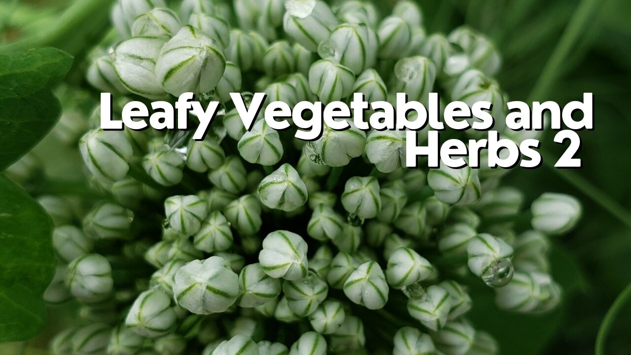 Fresh Leafy Vegetables and Herbs 2