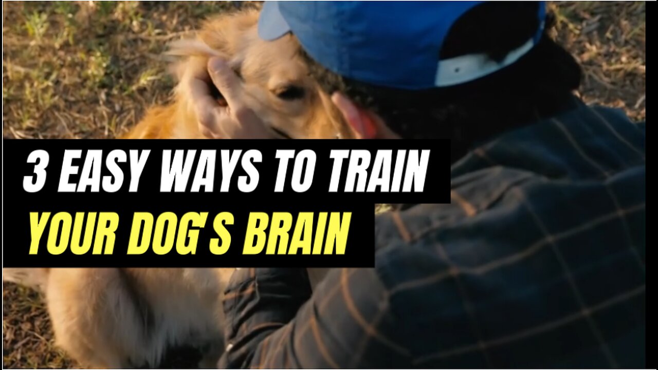 3 EASY WAYS TO TRAIN YOUR DOGS BRAIN