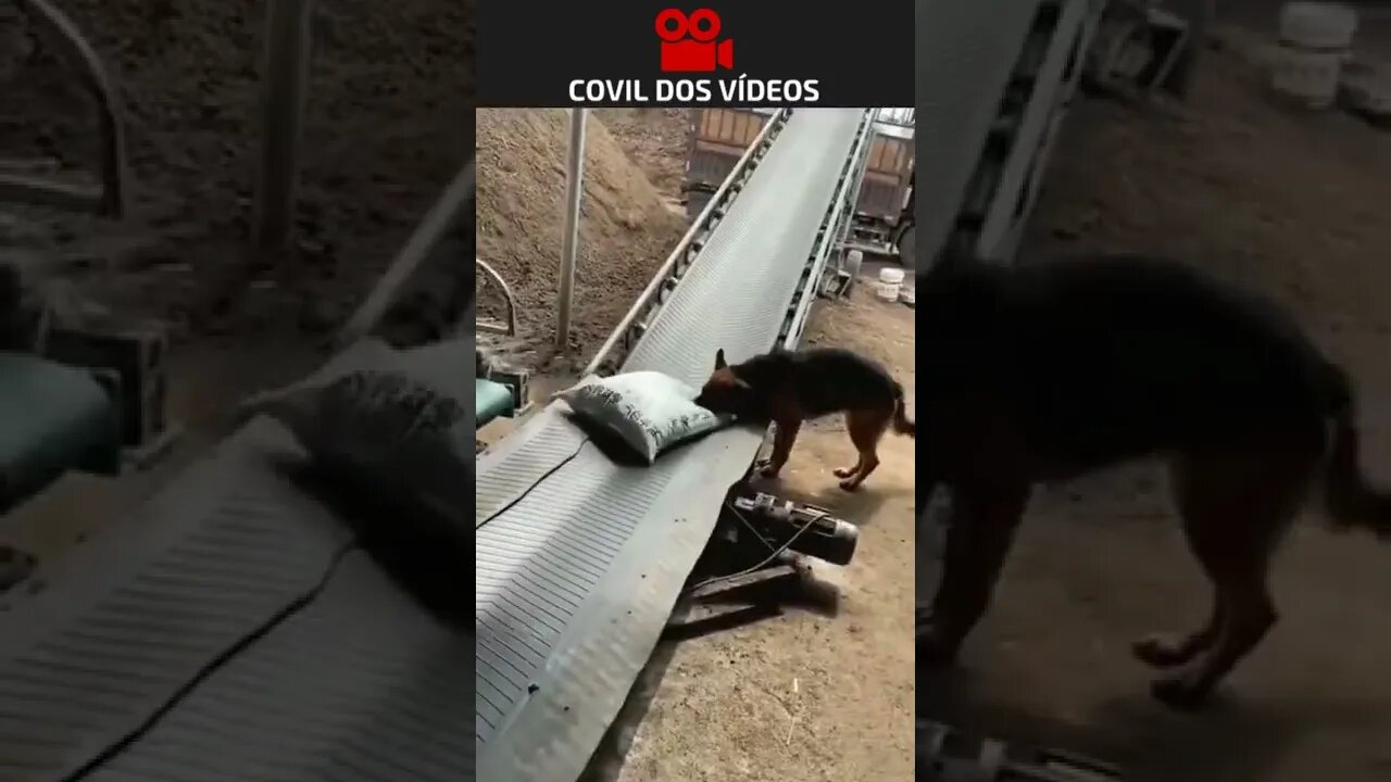 não tá fácil nem pra cachorro