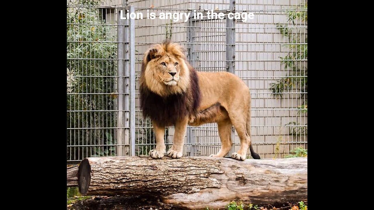 Angry Lion in the cage