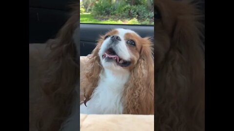 #cavalierlife #short #freedom