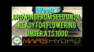 Week 5 Update, Growing From Seed Until Ready For Flowering Under A Mars Hydro TS 1000