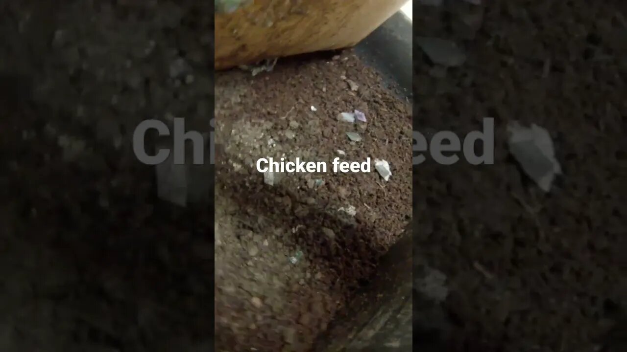 can you feed worms chicken feed? 🤔 #shorts #fishing #worms #fishing bait #30daychallenges