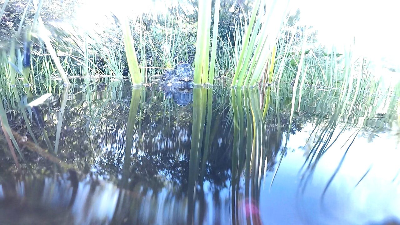 Turtles Mating