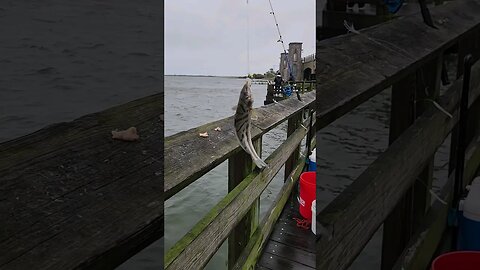 Kingfish!!