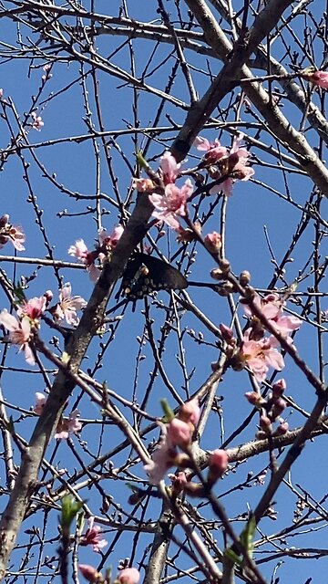 Peach tree feeding the bees and butterflies.