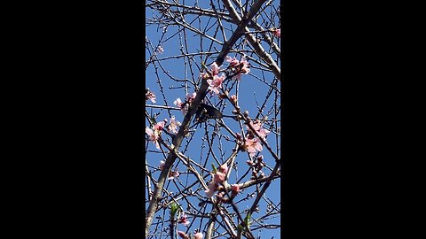 Peach tree feeding the bees and butterflies.