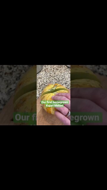 Taste Testing Kajari Melon! #shorts #kajarimelon #gardening
