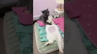 Cute and lovable cats! #shorts