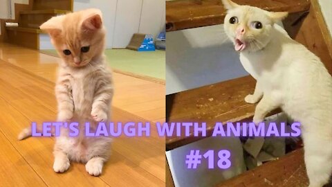 LET'S LAUGH WITH ANIMALS | #18