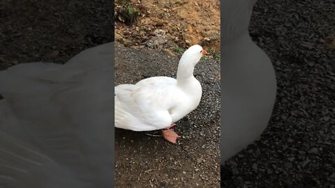 Edwin the attack goose has beautiful wings 💕