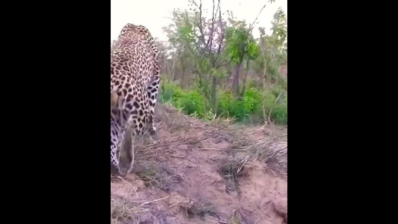 The Sawing Roar Of A Leopard