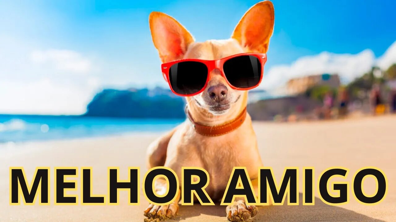 O INCRÍVEL MUNDO DOS CACHORROS