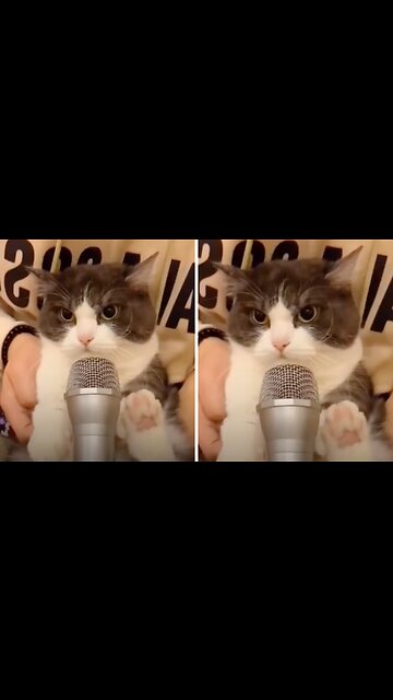 Welcome to the Funny Animals World!