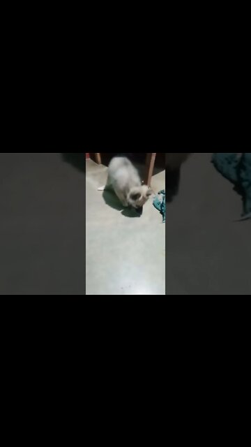 puppy on mybtstory challenge💕|#mybtstory #yettocome #shorts #shortvideo #dogs #firstshortvideo